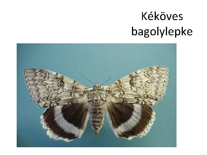 Kéköves bagolylepke 