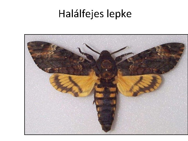 Halálfejes lepke 