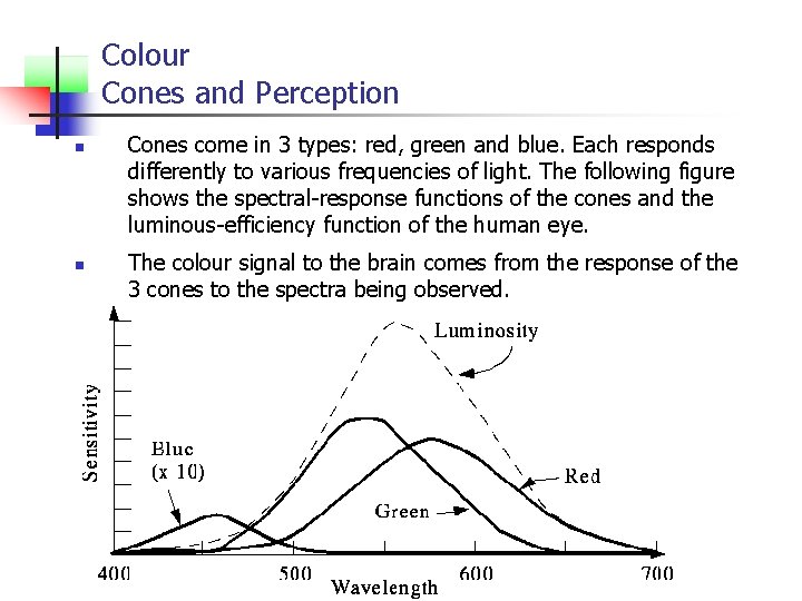 Colour Cones and Perception n n Cones come in 3 types: red, green and