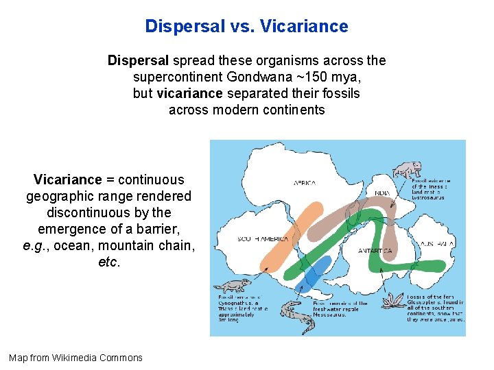 Dispersal vs. Vicariance Dispersal spread these organisms across the supercontinent Gondwana ~150 mya, but