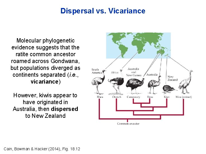 Dispersal vs. Vicariance Molecular phylogenetic evidence suggests that the ratite common ancestor roamed across