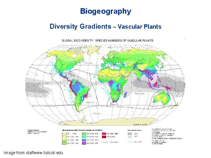 Biogeography Diversity Gradients – Vascular Plants Image from staffwww. fullcoll. edu 