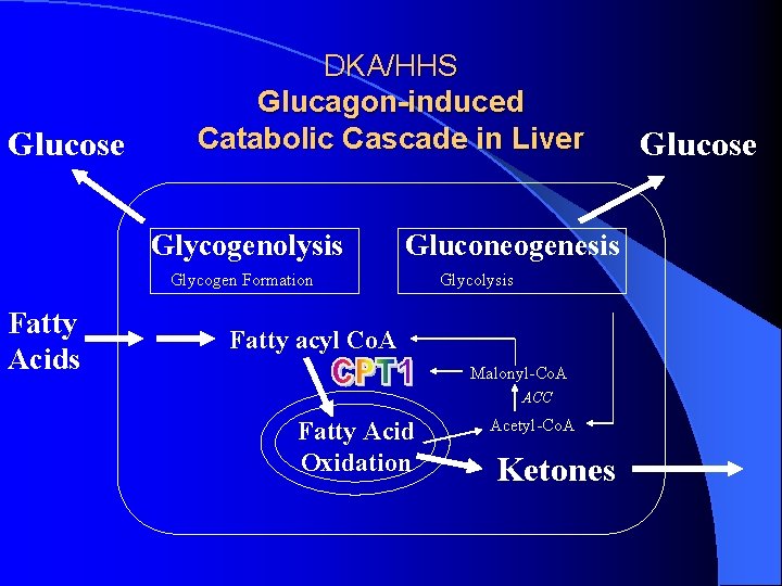 Glucose DKA/HHS Glucagon-induced Catabolic Cascade in Liver Glycogenolysis Gluconeogenesis Glycogen Formation Fatty Acids Glycolysis