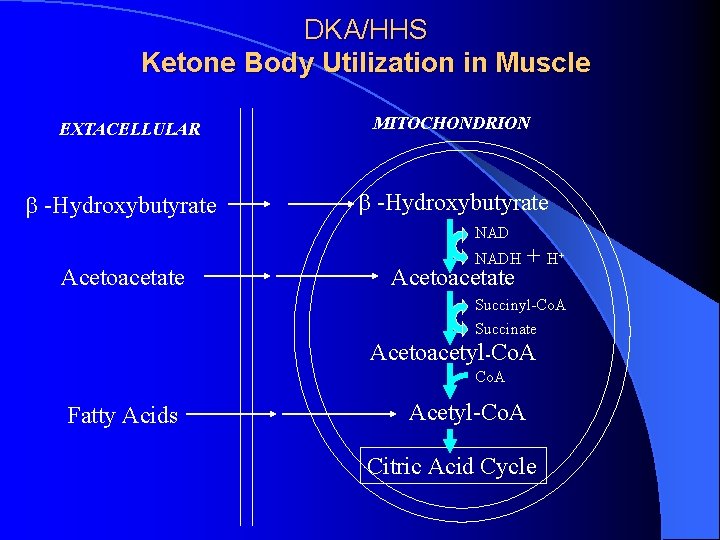 DKA/HHS Ketone Body Utilization in Muscle EXTACELLULAR b -Hydroxybutyrate MITOCHONDRION b -Hydroxybutyrate NAD Acetoacetate