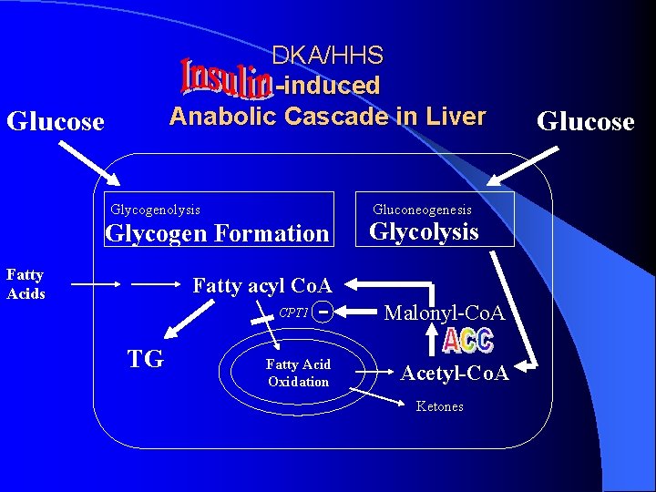 DKA/HHS -induced Anabolic Cascade in Liver Glucose Glycogenolysis Gluconeogenesis Glycogen Formation Fatty Acids Glycolysis