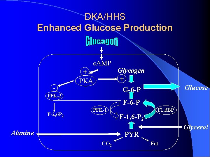 DKA/HHS Enhanced Glucose Production c. AMP - + PKA PFK-2 F-2, 6 P 2