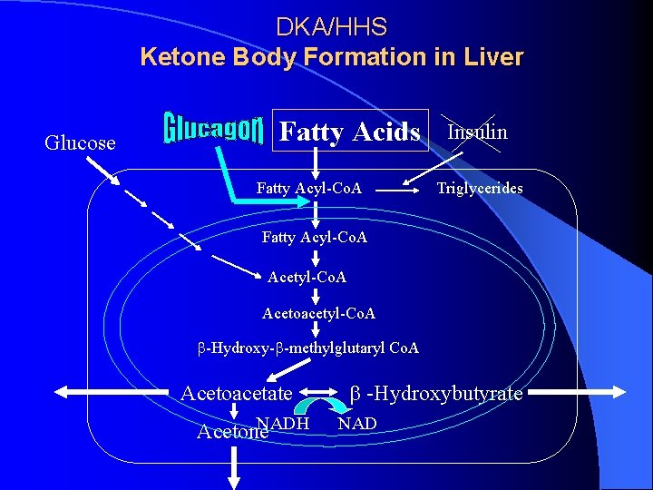 DKA/HHS Ketone Body Formation in Liver Glucose Fatty Acids Fatty Acyl-Co. A Insulin Triglycerides