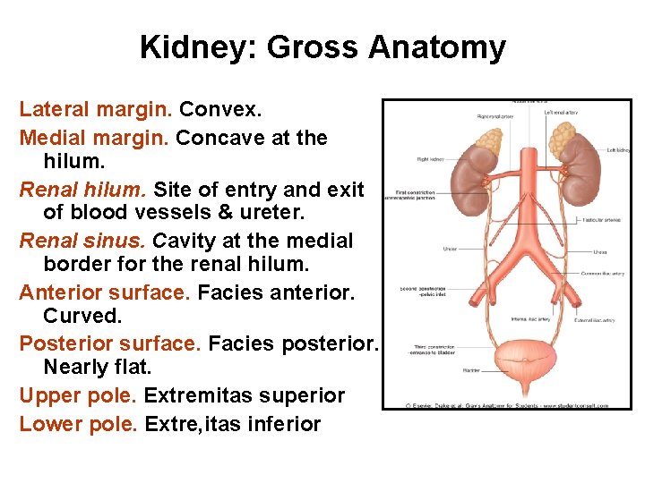 Kidney: Gross Anatomy Lateral margin. Convex. Medial margin. Concave at the hilum. Renal hilum.