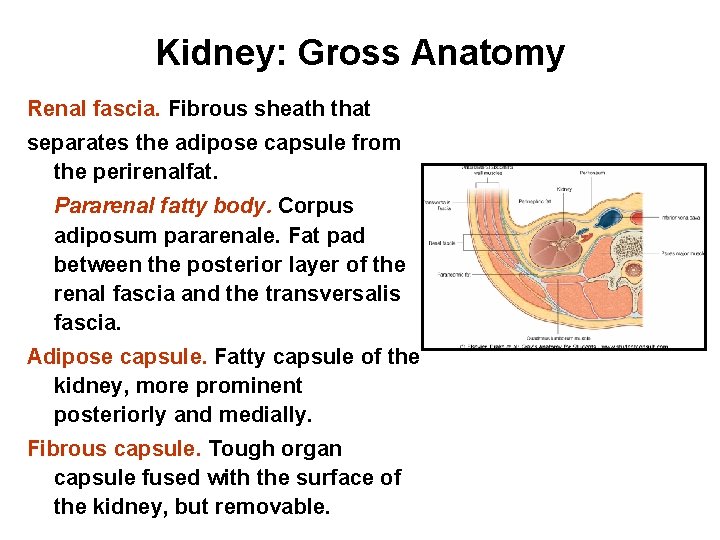 Kidney: Gross Anatomy Renal fascia. Fibrous sheath that separates the adipose capsule from the