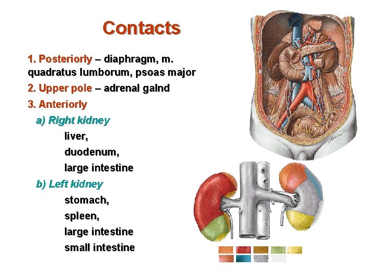 Contacts 1. Posteriorly – diaphragm, m. quadratus lumborum, psoas major 2. Upper pole –