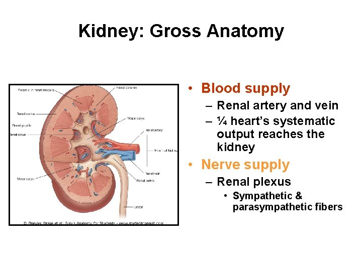 Kidney: Gross Anatomy • Blood supply – Renal artery and vein – ¼ heart’s