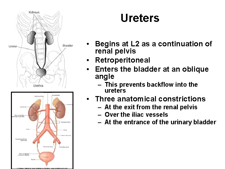 Ureters • Begins at L 2 as a continuation of renal pelvis • Retroperitoneal