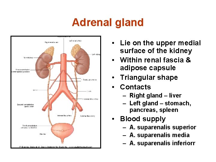 Adrenal gland • Lie on the upper medial surface of the kidney • Within
