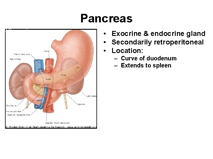pg 288 Pancreas • Exocrine & endocrine gland • Secondarily retroperitoneal • Location: –