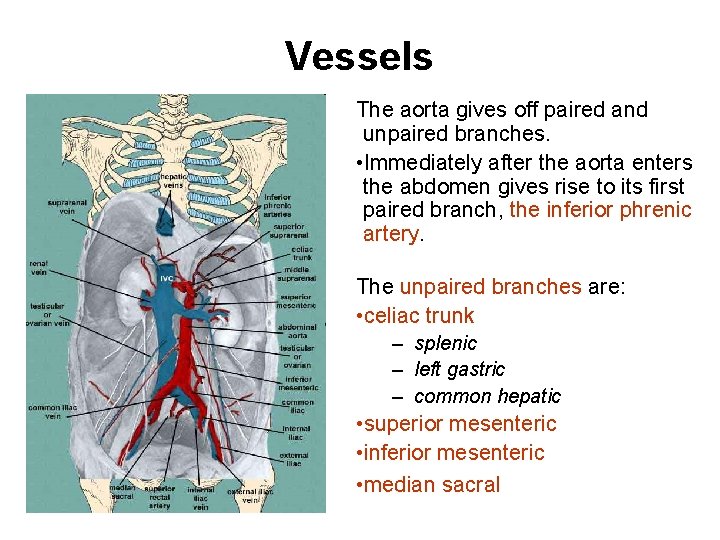 Vessels The aorta gives off paired and unpaired branches. • Immediately after the aorta