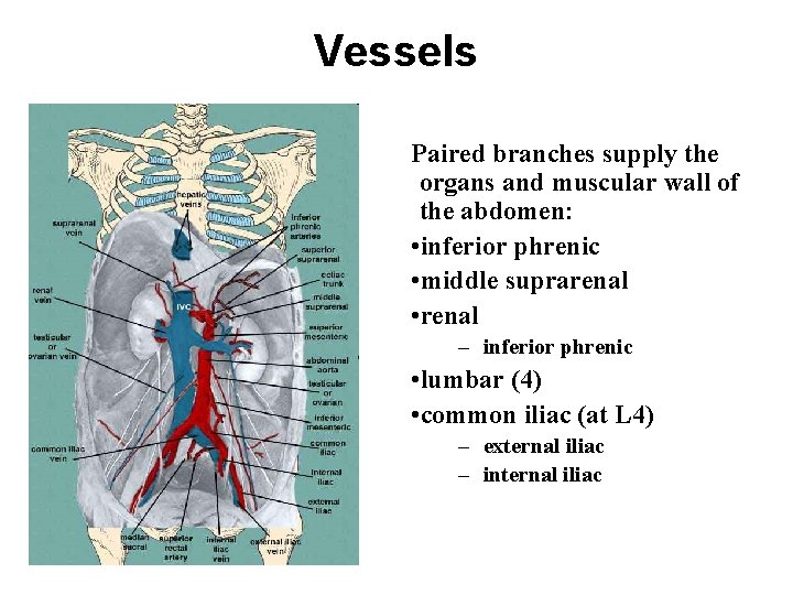 Vessels Paired branches supply the organs and muscular wall of the abdomen: • inferior