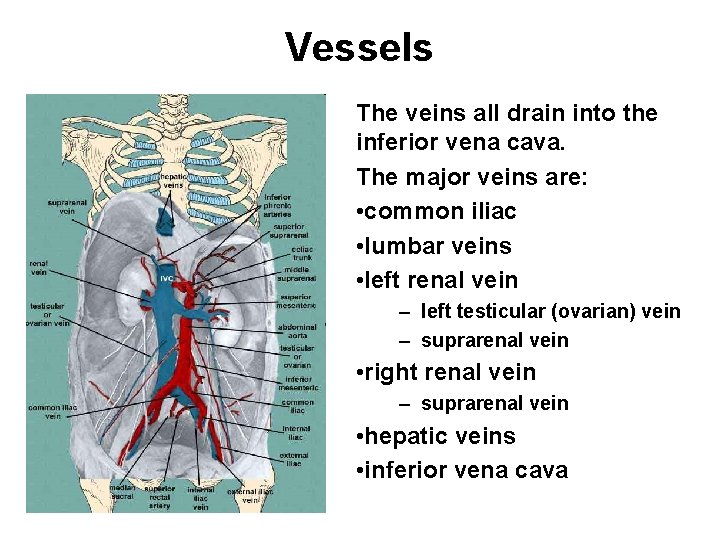 Vessels The veins all drain into the inferior vena cava. The major veins are: