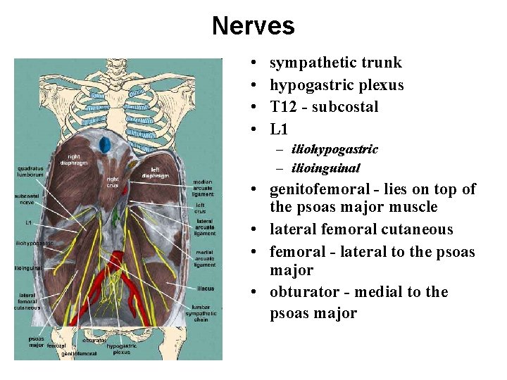 Nerves • • sympathetic trunk hypogastric plexus T 12 - subcostal L 1 –
