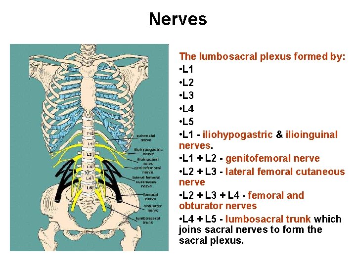Nerves The lumbosacral plexus formed by: • L 1 • L 2 • L