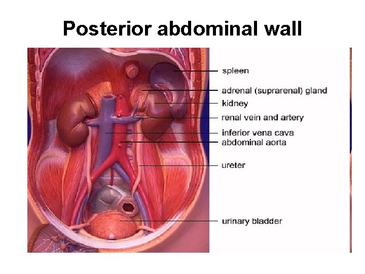 Posterior abdominal wall 
