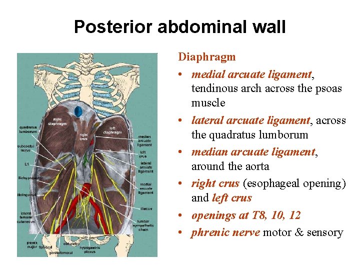Posterior abdominal wall Diaphragm • medial arcuate ligament, tendinous arch across the psoas muscle