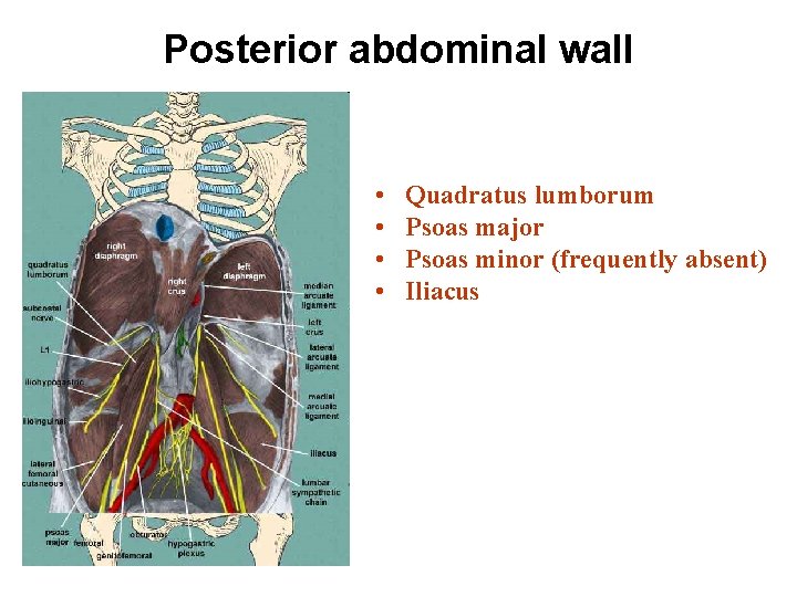 Posterior abdominal wall • • Quadratus lumborum Psoas major Psoas minor (frequently absent) Iliacus