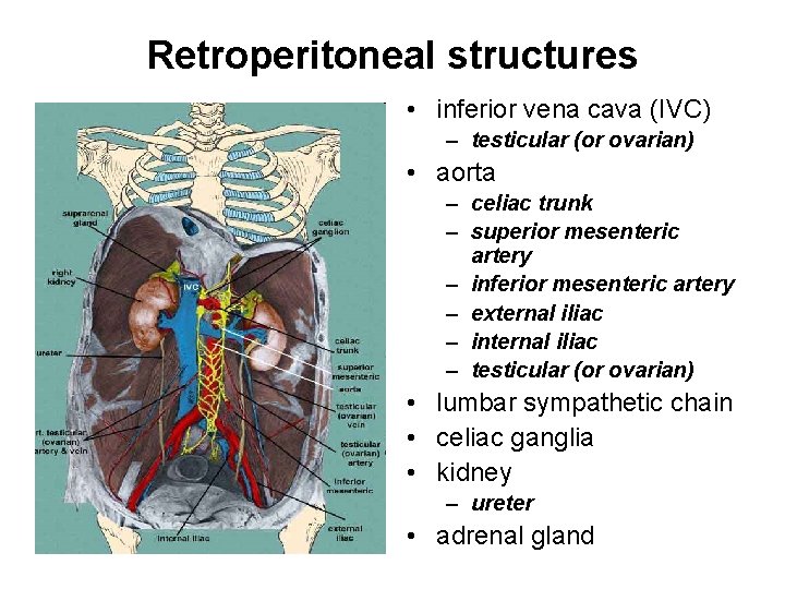 Retroperitoneal structures • inferior vena cava (IVC) – testicular (or ovarian) • aorta –