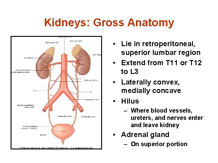 Kidneys: Gross Anatomy • Lie in retroperitoneal, superior lumbar region • Extend from T