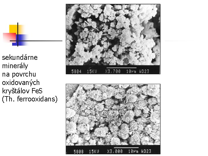 sekundárne minerály na povrchu oxidovaných kryštálov Fe. S (Th. ferrooxidans) 