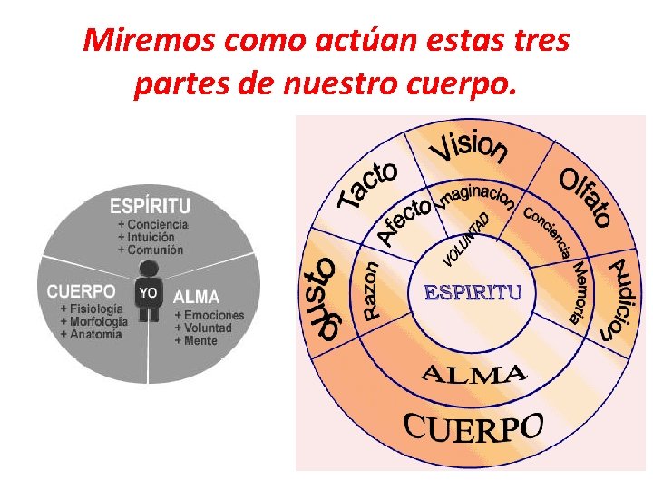 Miremos como actúan estas tres partes de nuestro cuerpo. 