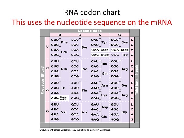 RNA codon chart This uses the nucleotide sequence on the m. RNA 