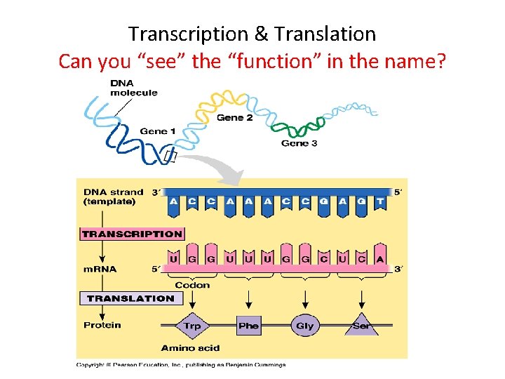 Transcription & Translation Can you “see” the “function” in the name? 