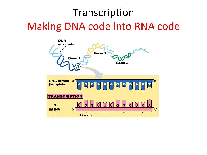 Transcription Making DNA code into RNA code 