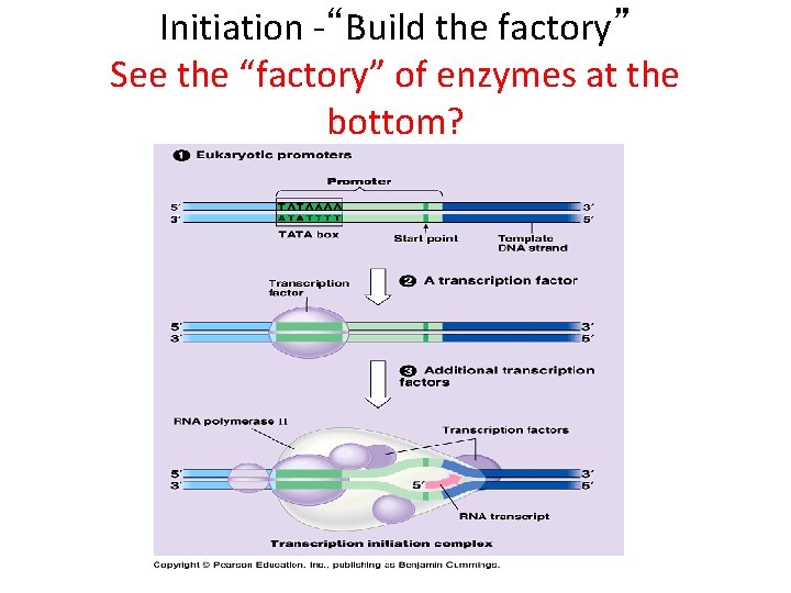 Initiation -“Build the factory” See the “factory” of enzymes at the bottom? 