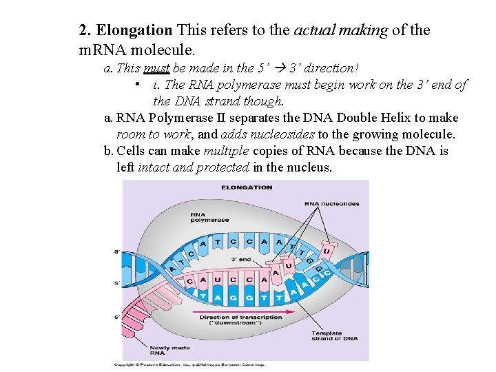 2. Elongation This refers to the actual making of the m. RNA molecule. a.