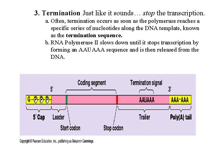 3. Termination Just like it sounds… stop the transcription. a. Often, termination occurs as