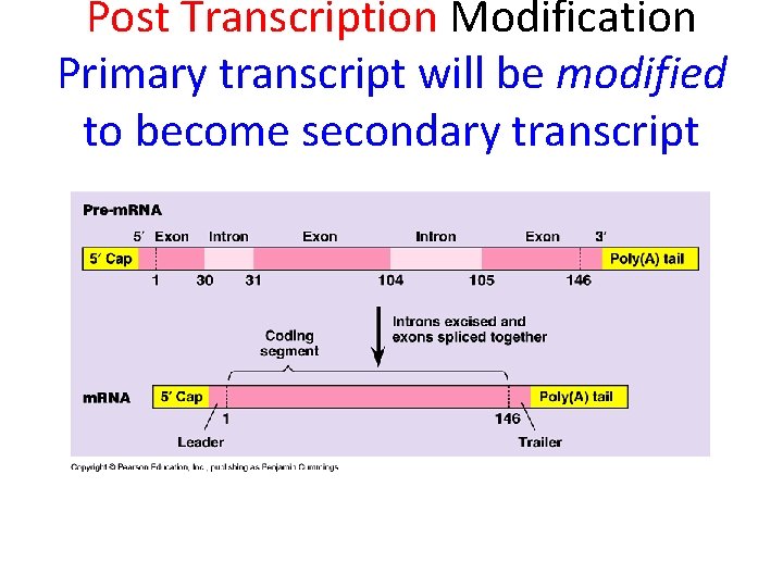 Post Transcription Modification Primary transcript will be modified to become secondary transcript 