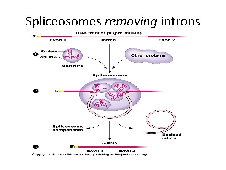 Spliceosomes removing introns 