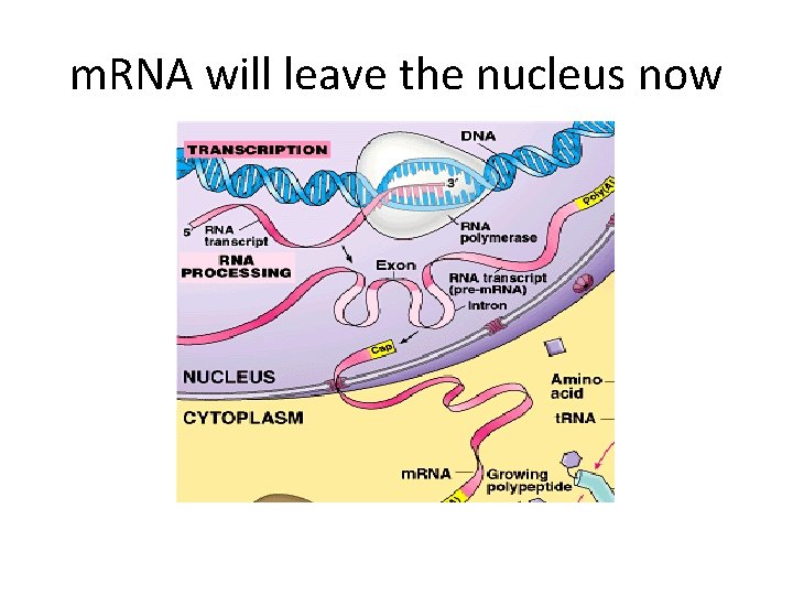 m. RNA will leave the nucleus now 