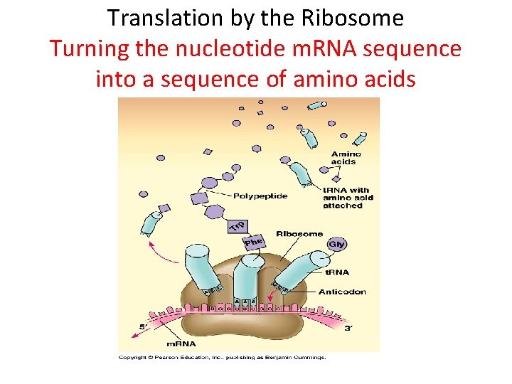 Translation by the Ribosome Turning the nucleotide m. RNA sequence into a sequence of