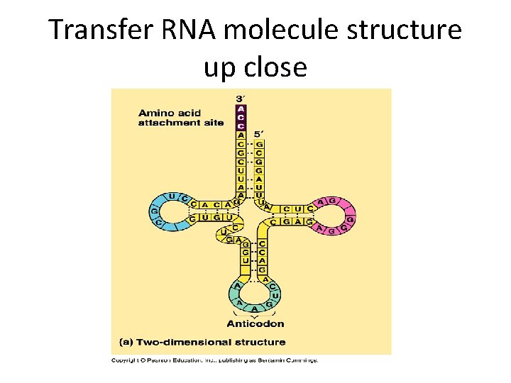 Transfer RNA molecule structure up close 