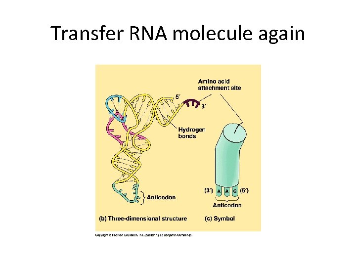 Transfer RNA molecule again 
