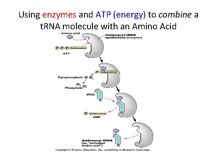 Using enzymes and ATP (energy) to combine a t. RNA molecule with an Amino