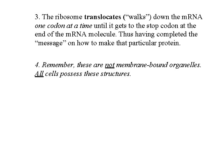 3. The ribosome translocates (“walks”) down the m. RNA one codon at a time