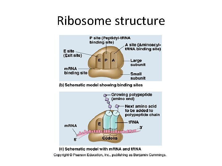 Ribosome structure 