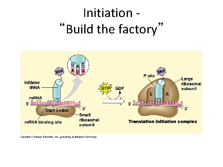 Initiation “Build the factory” 