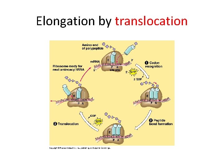 Elongation by translocation 