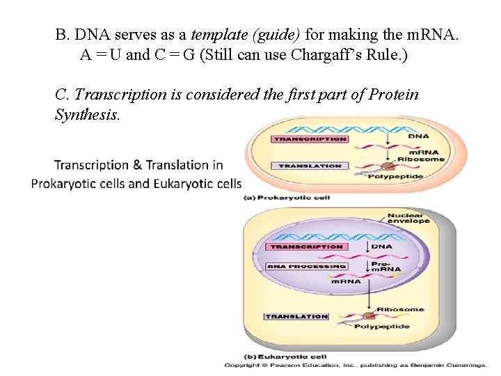 B. DNA serves as a template (guide) for making the m. RNA. A =