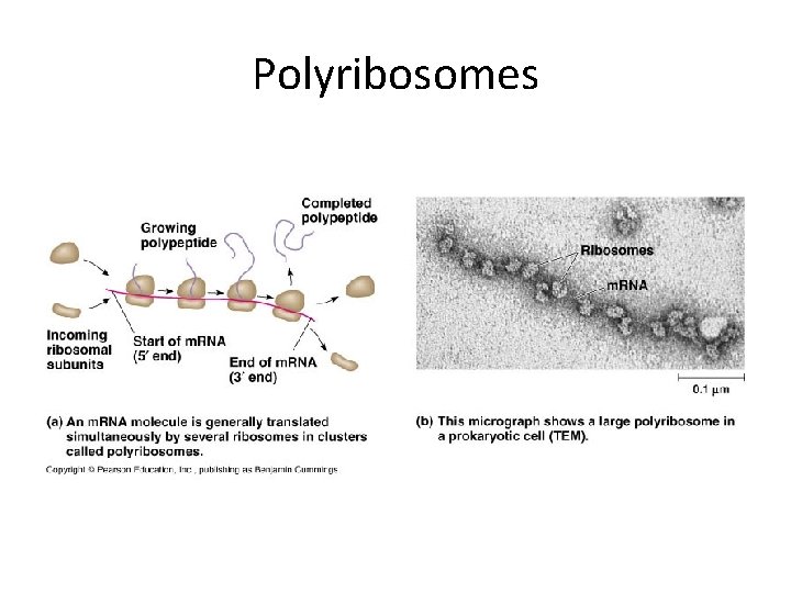 Polyribosomes 