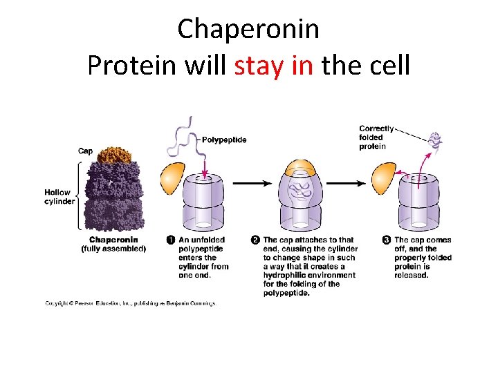 Chaperonin Protein will stay in the cell 